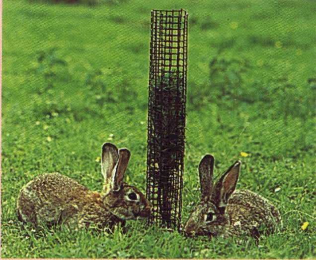 Tree guards.JPG (62918 bytes)