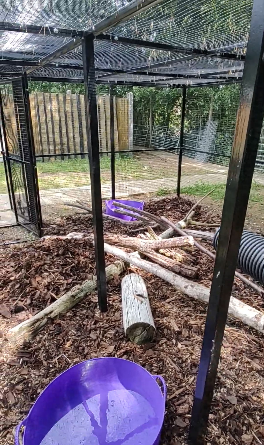 Badger pen 4