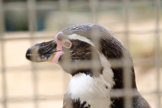 humboldt-penguin-fencing-mesh