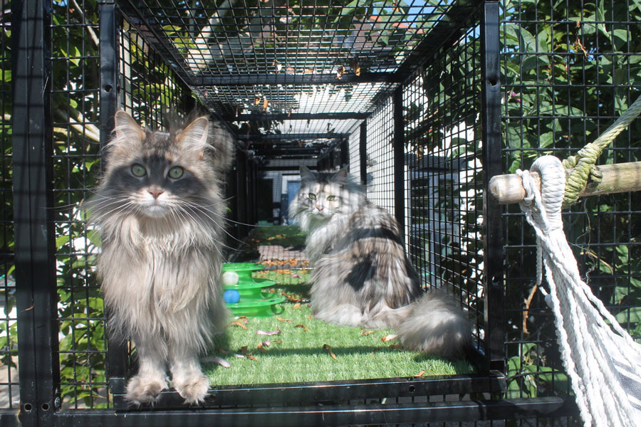 Maine coon cat run 6