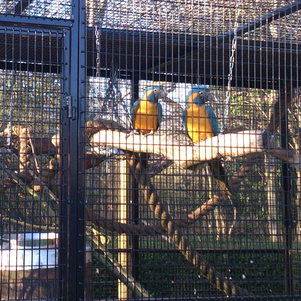 Large Cage for Zoo