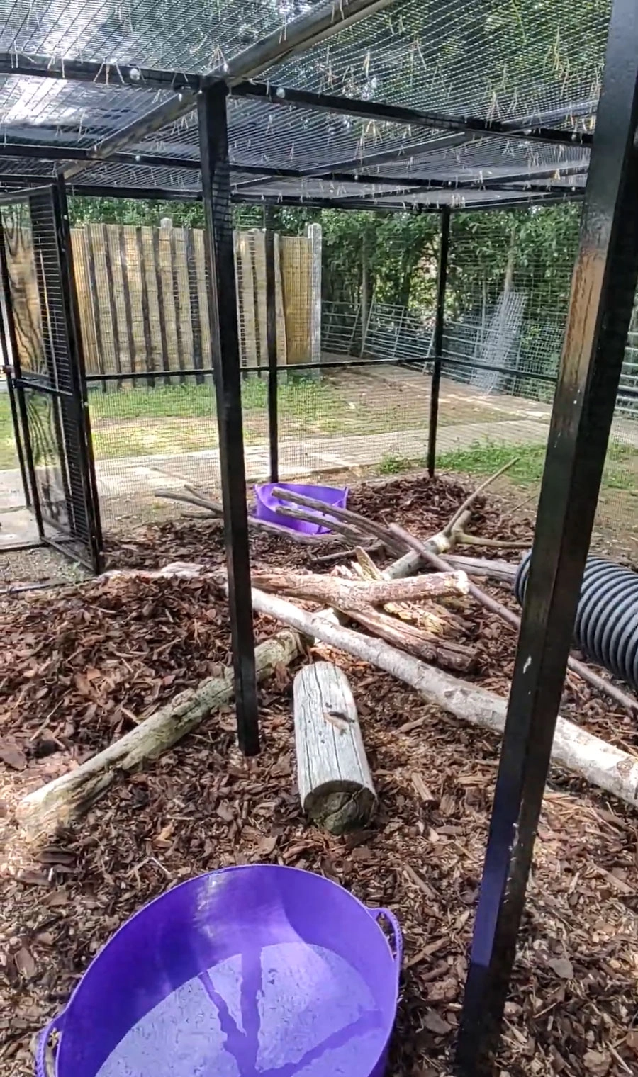 Badger pen 4