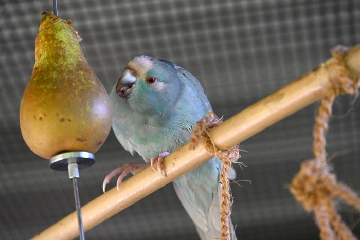 Happy Budgie in outdoor aviary