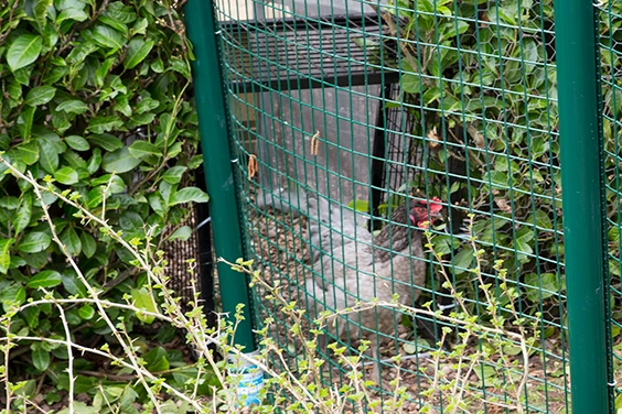 chicken-run-hatch