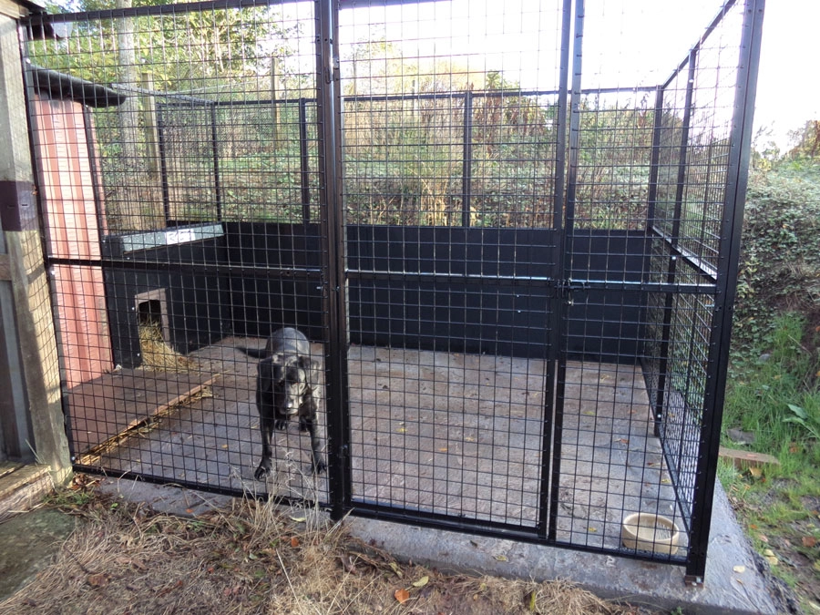 Labradoor dog run