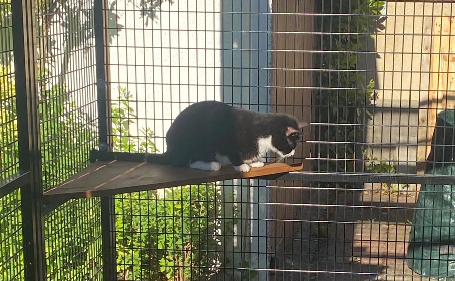 cat run