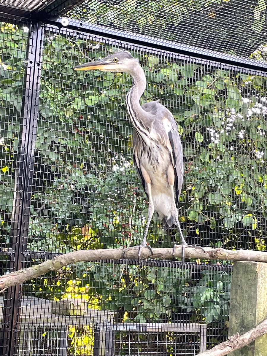Heron in cage