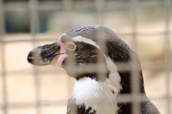 humboldt-penguin-fencing-mesh