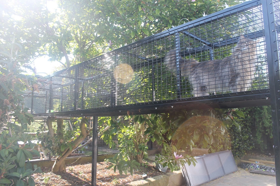 maine coon cat run 3