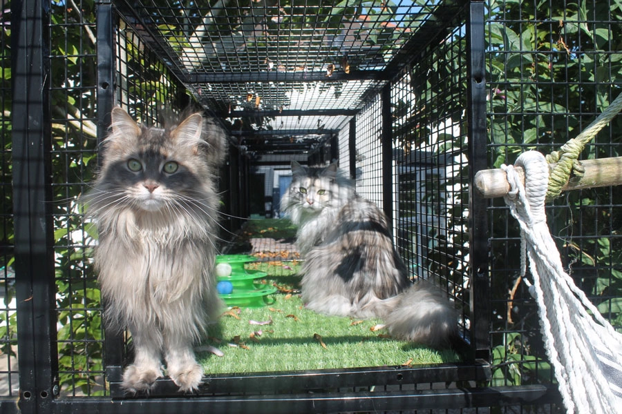 Maine coon cat run 6