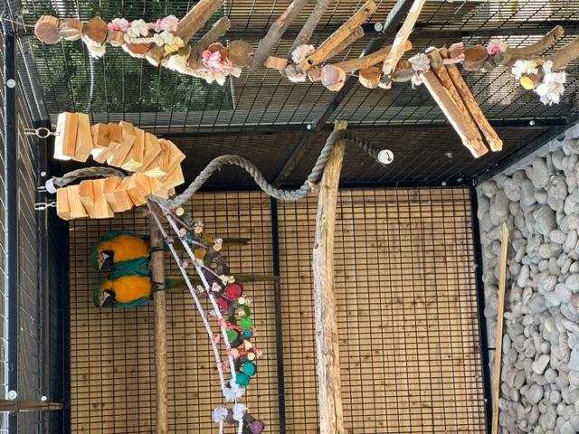 Mcaw shed and aviary