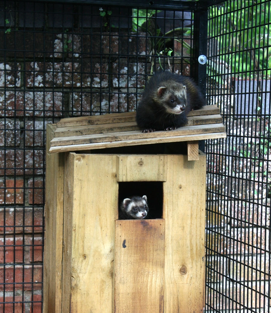 pole cat cage