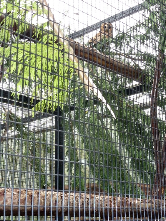 owl in aviary