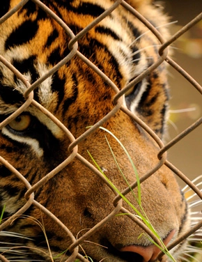 Chain Link Fencing