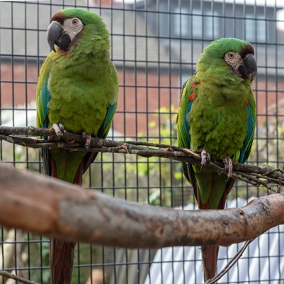 Aviary Bird Cages Sizes photo