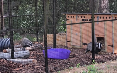 Rescue pen for Badgers