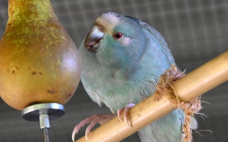 Large out door budgie aviary with Aluminium roof sheet.