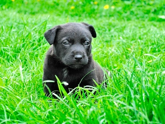 The Benefits of a Dog Run  The Benefits of a Dog Run