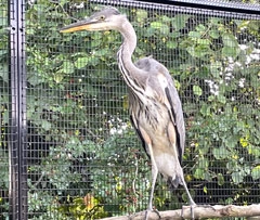 Heron rescue and recovery cages at welfare center. 8ft high with safety porch.