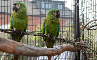Severe (Chesnut fronted) Mcaw Aviary