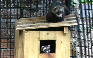 Wildlife rescue conservation and education cages, Polecats foxes and crow rescue cages