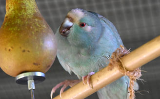 Large out door budgie aviary with Aluminium roof sheet.