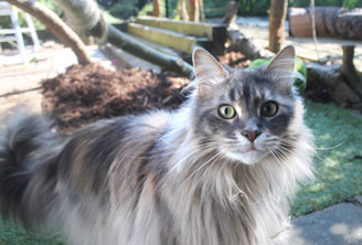Maine Coon cat run with access tunnel from house Maine Coon cat run with access tunnel from house