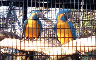 Cages used in zoo Cages used in zoo