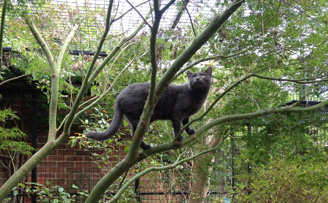 Cat Run Cat Run