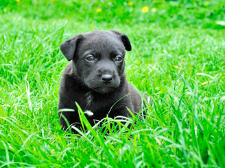 The Benefits of a Dog Run 