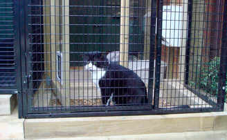 The Best Life for Jeffrey the cat with Feline immunodeficiency virus The Best Life for Jeffrey the cat with Feline immunodeficiency virus