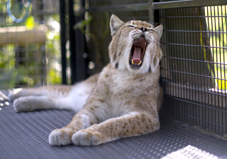 Lynx enclosure and tunnel, Wildlife exotic rescue Lynx enclosure and tunnel, Wildlife exotic rescue