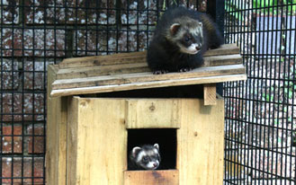 Wildlife rescue conservation and education cages, Polecats foxes and crow rescue cages Wildlife rescue conservation and education cages, Polecats foxes and crow rescue cages